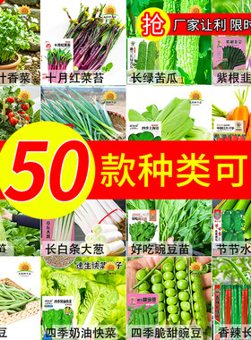 蔬菜种子菜种籽原装四季播原装彩包育种香菜小葱白菜菠菜种子大全