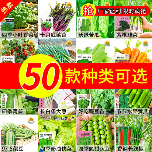 蔬菜种子四季香葱大香菜阳台盆栽南瓜辣椒番茄秋葵易种籽种植大全
