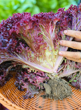 紫叶生菜种子红叶生菜不招虫耐热菜籽紫色蔬菜青菜沙拉菜蔬菜种子