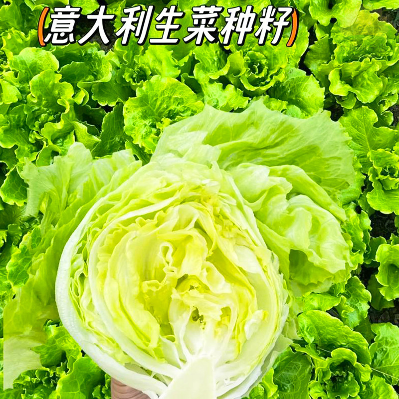 意大利生菜种子种籽大全四季冬季蔬菜孔雀菜孑籽种菜籽奶油生菜种