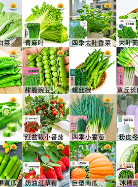 四季蔬菜种子青菜萝卜白菜园生菜小葱黄瓜易种辣椒瓜果蔬菜种籽孑