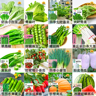 四季蔬菜种子青菜萝卜白菜园生菜小葱黄瓜易种辣椒瓜果蔬菜种籽孑