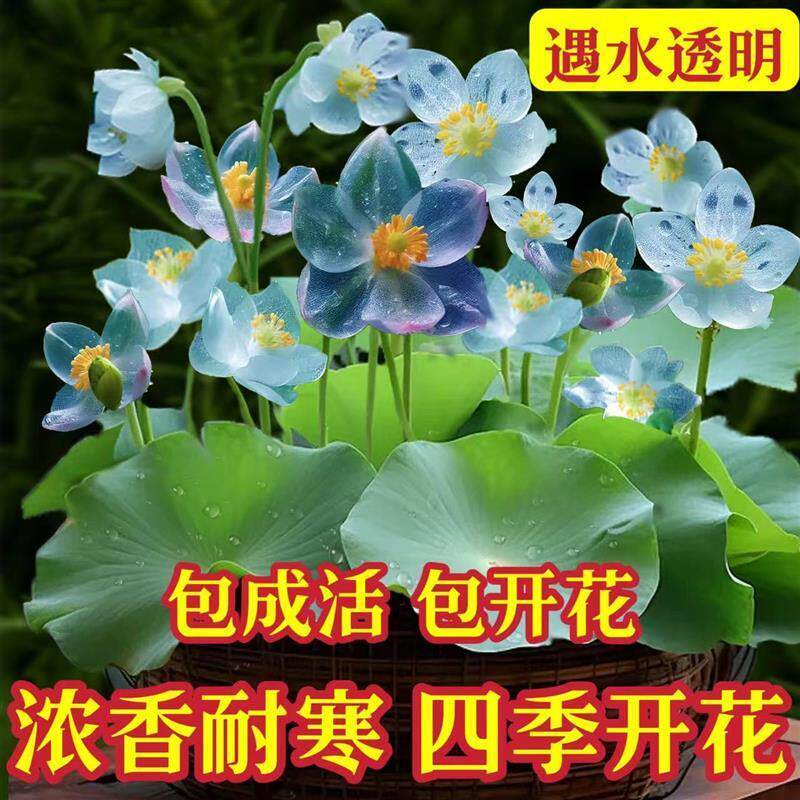 山荷叶花盆栽四季开花室内外阳台水土培庭院绿植懒人花卉