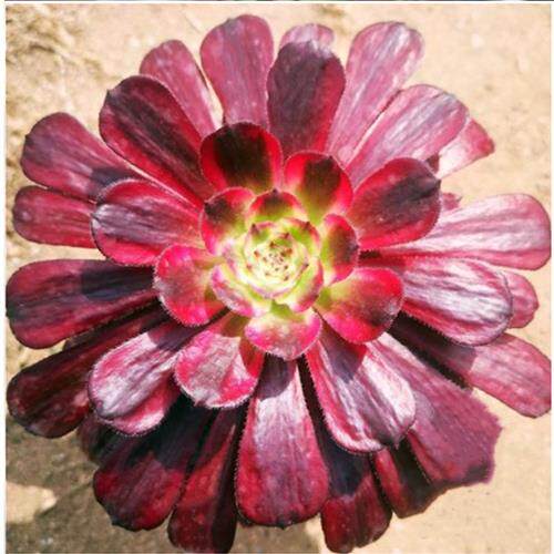 多肉法师缀化植物盆栽花卉全集红覆轮水墨画赤霞飞铜壶孔雀星爆