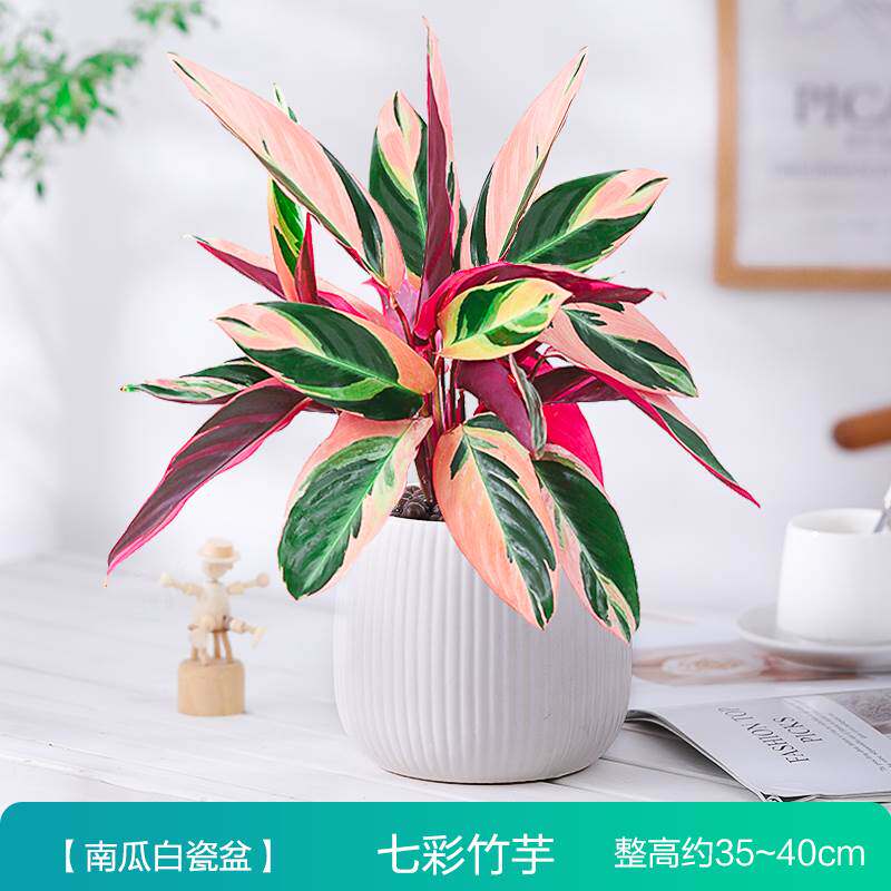 七彩竹芋盆栽办公室内花卉水培植物桌面观叶小绿植四季常青好养活