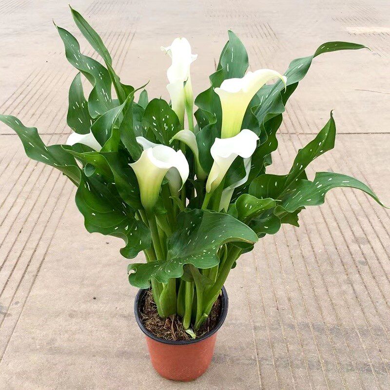 马蹄莲盆栽带花适合阳台种的植物花草植物盆栽室内四季好养易养活