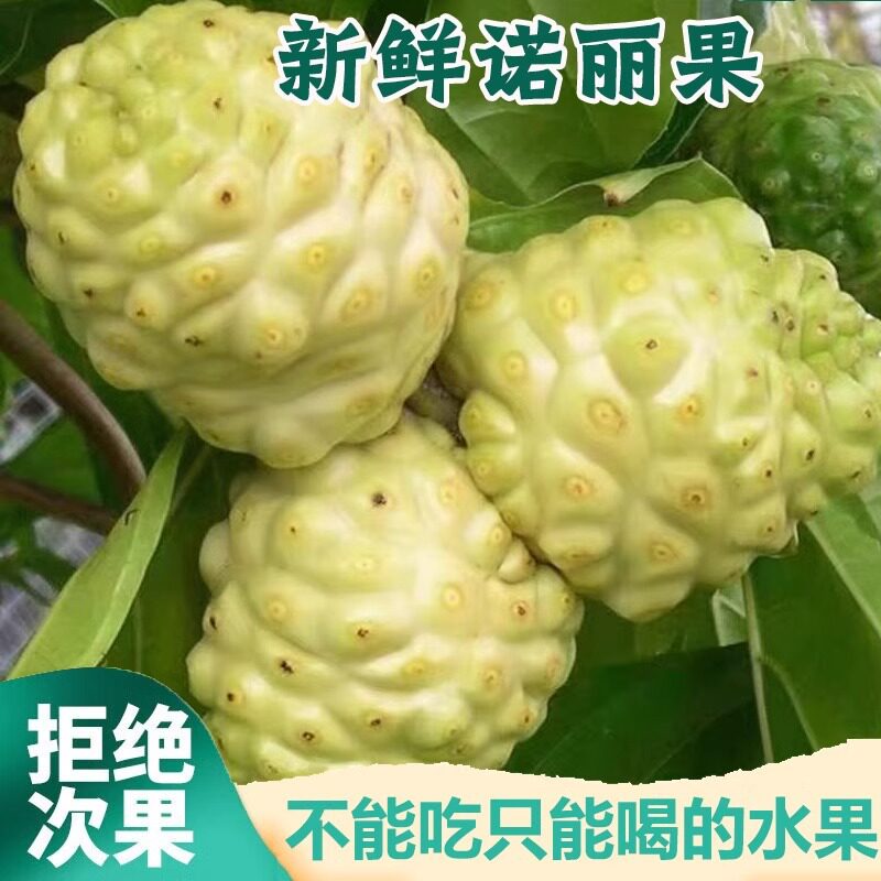 海南诺丽果鲜果诺丽酵素原料noni诺尼鲜果10斤新鲜现摘呕吐果包邮
