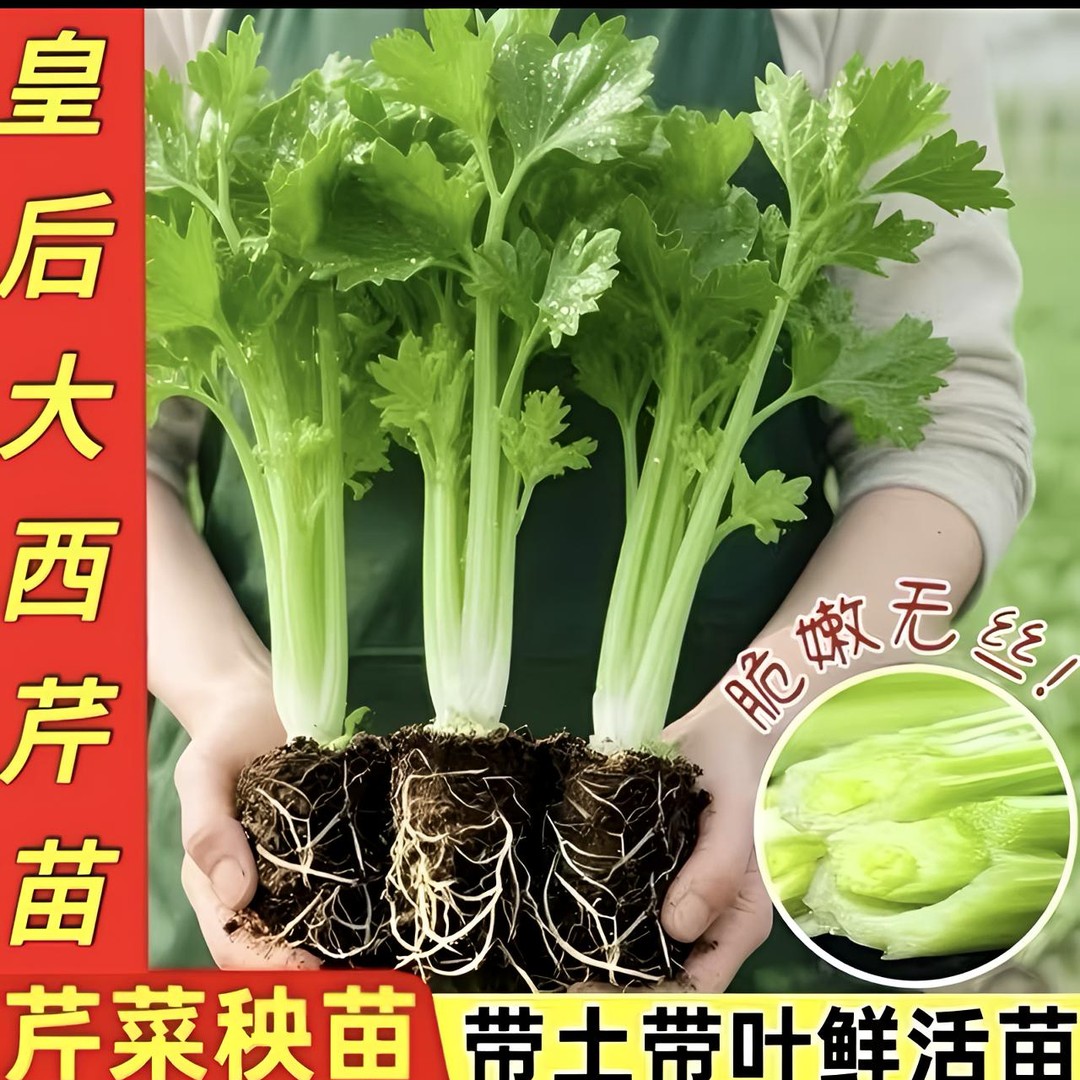 皇后芹菜苗带土高产四季盆栽
