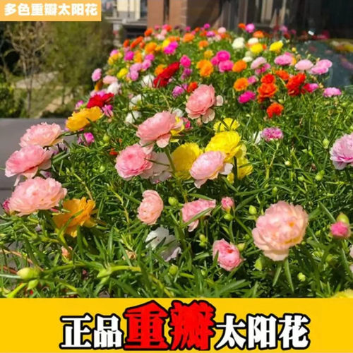 重瓣太阳花种子混色四季开花