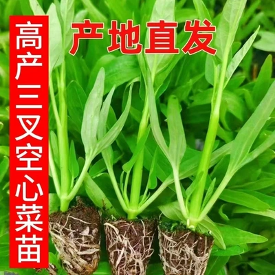 带根带土三叉大叶空心菜秧苗