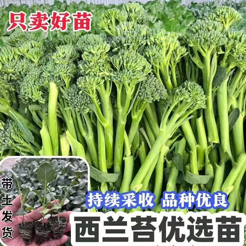 甜杆西兰苔苗阳台盆栽高产耐寒耐