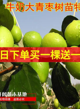 枣树嫁接苗牛奶南北方庭