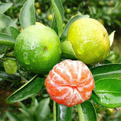 特早熟蜜桔树苗大分一号四柑