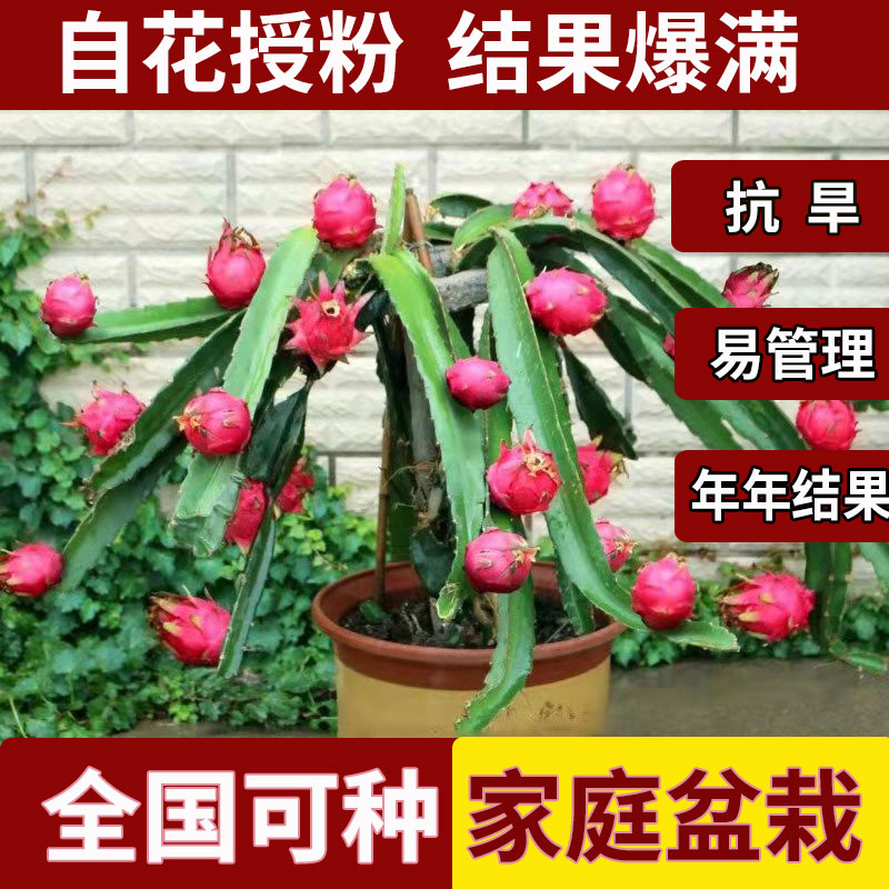 红心火龙果树苗家庭阳台庭院四季南北种植盆栽水果种苗当年结果