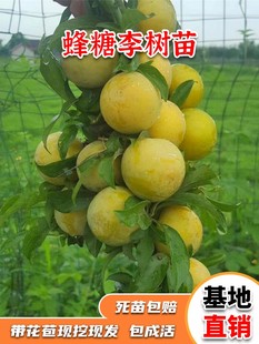 特大果晚熟脆甜李子树苗嫁接李子苗青脆李南方北方种植地栽果树苗
