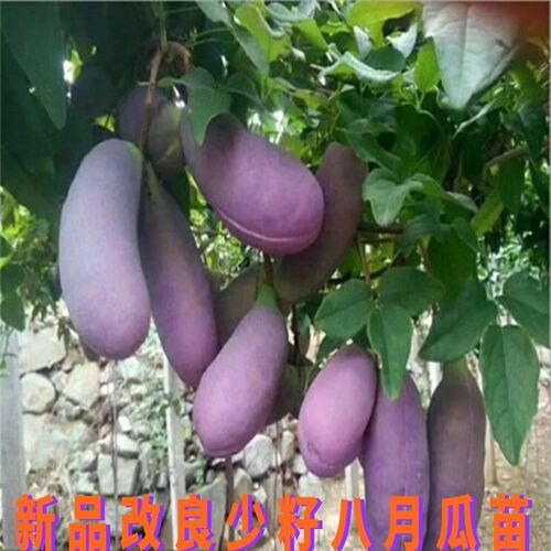 八月瓜树苗果当年结三叶