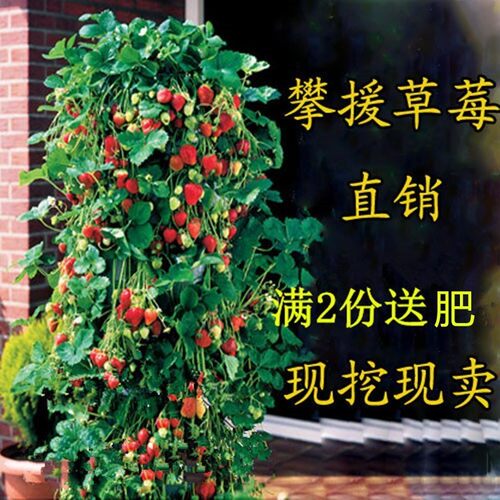 四季草莓苗攀援树爬藤果阳台