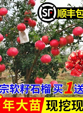 石榴树苗红突尼斯软籽无嫁接