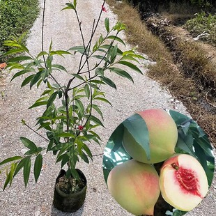 鹰嘴桃果树苗接嫁桃子树水蜜桃果苗南北方可养植物带杯 四季可种