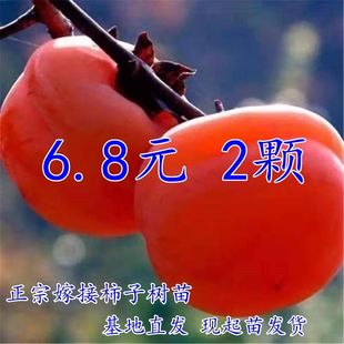 特大磨盘柿子树苗果树苗火晶柿子树苗南北方庭院地栽种植嫁接苗