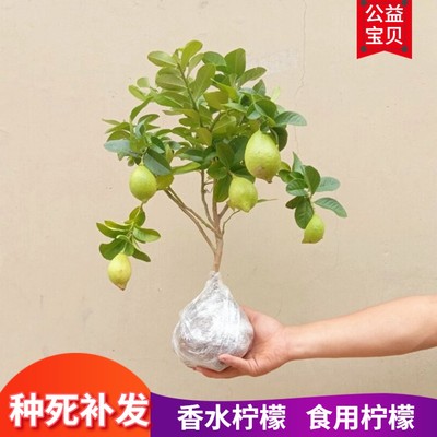 盆栽香水柠檬树苗果阳台矮生
