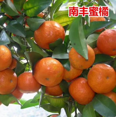 果树苗橘子南丰蜜当年结北方