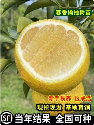 春香桔柚树苗黄金贡兼有和的