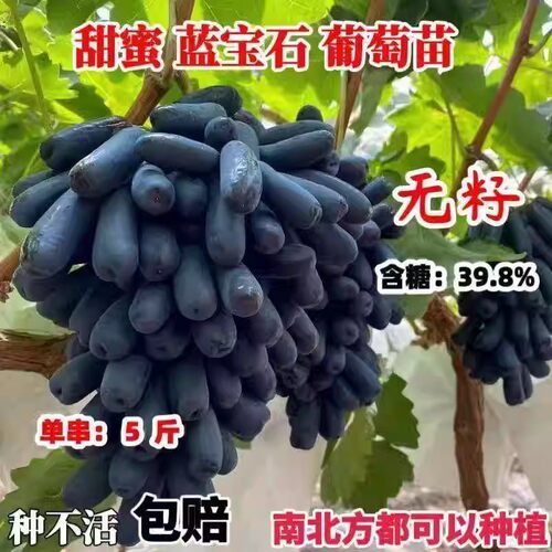 嫁接正宗蓝宝石葡萄果树苗