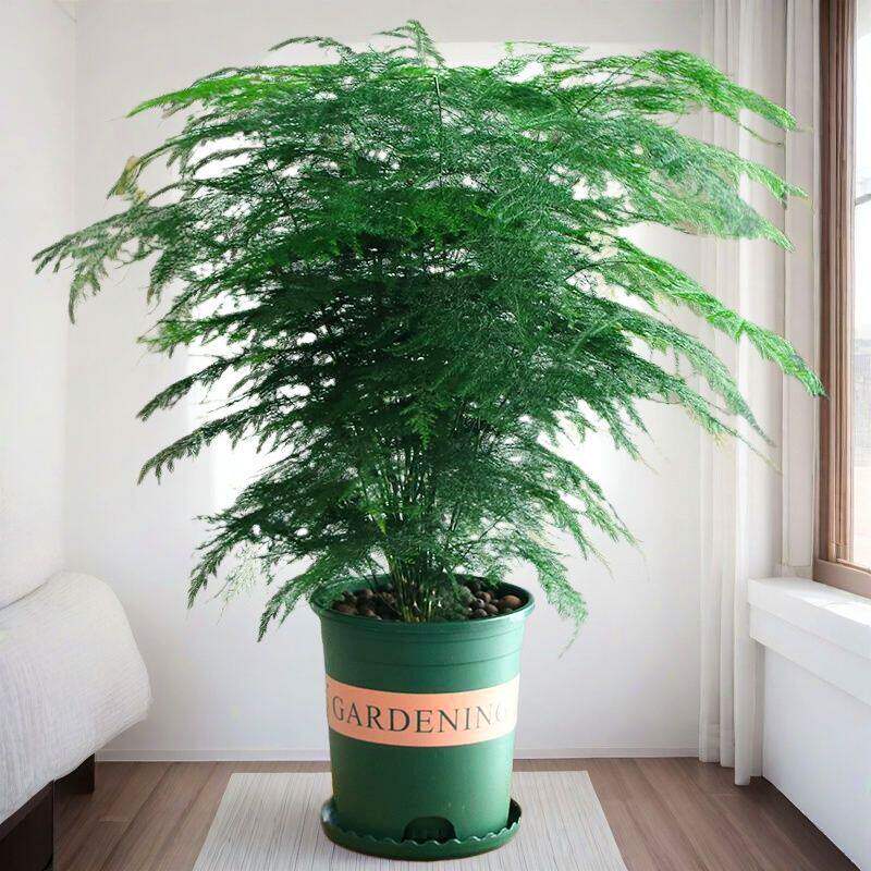 【聚财转运】文竹盆栽绿植盆景植物室内客厅水培文松云竹四季常青