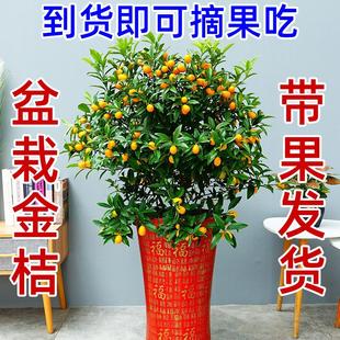 金桔树盆栽带果带土球发货脆皮金桔苗食用金橘子树苗室内阳台种植