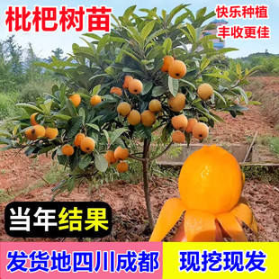 四川正宗大五星枇杷树苗嫁接枇杷苗南北种植盆栽地栽阳台当年结果