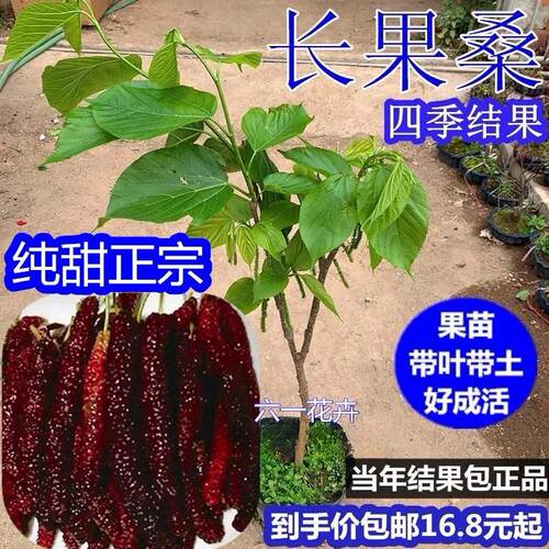 正宗台湾长果桑苗带嫁接葚树