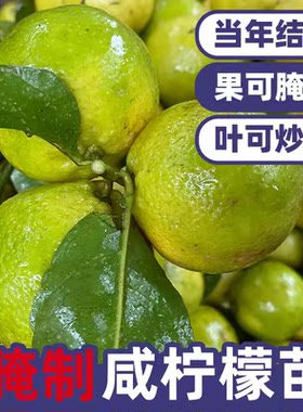 土柠檬树苗牛脚子广西本地当