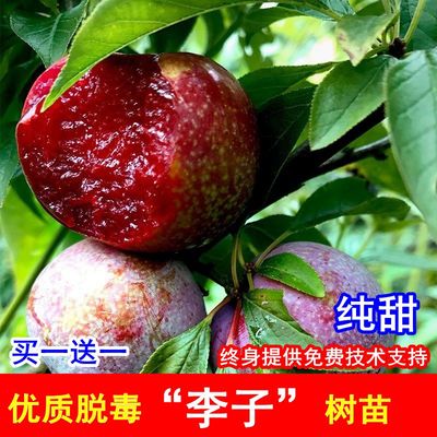 蜂糖李孑苗三华子树南方种植
