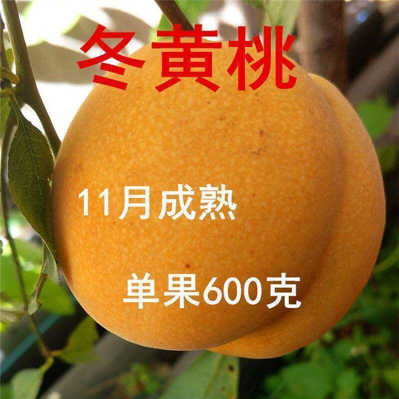 新品种霜黄金冬桃桃树苗嫁接晚熟超甜特冬黄桃树苗水果苗南北种植