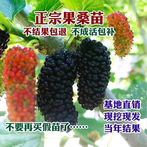 桑葚树苗无籽大十台湾长果椹