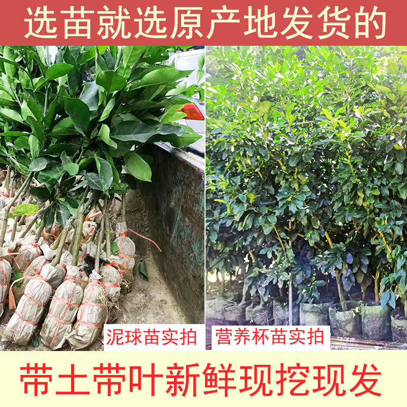 广西容县沙田柚子树苗木嫁接白心红心蜜柚庭院绿化种植水果苗果树