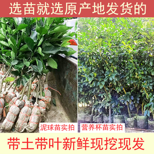 广西容县沙田柚子树苗木嫁接白心红心蜜柚庭院绿化种植水果苗果树