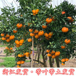 黄岩无核蜜桔苗 嫁接桔子树苗 甜橘子 黄岩蜜桔果树苗当年结果树
