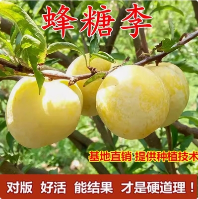 蜂糖李子苗南北方种植新品四