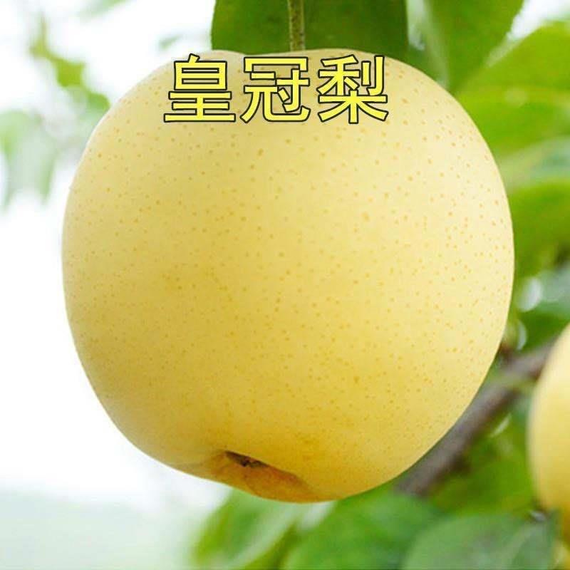圆黄梨苗皇冠树嫁接金果早