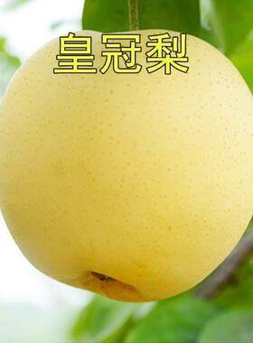 圆黄梨苗皇冠树嫁接金果早