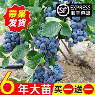 蓝莓树果苗南方北方种植盆栽带土果树四季苗兔眼大果奥尼尔蓝莓苗