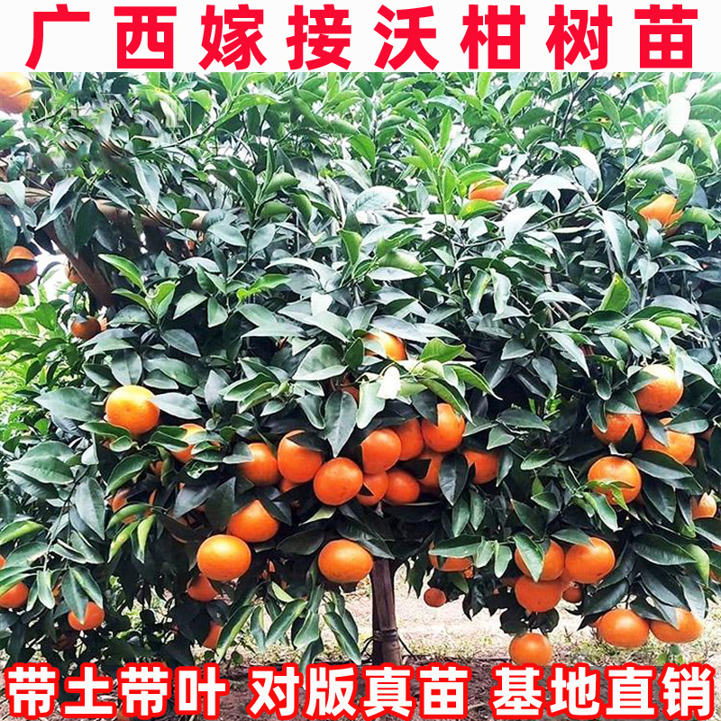 广西武鸣沃柑树苗无核091果树苗当年结果纯正无籽柑橘子果苗盆栽