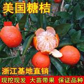 柑橘树苗 美国糖桔树苗 橘子苗 蜜桔树苗 砂糖橘树苗 世纪红桔苗