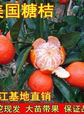 美国糖桔树苗世纪红蜜橘子柑