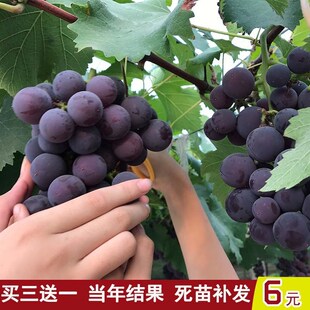 巨峰葡萄苗大蓝宝石葡萄树苖阳光玫瑰果树果苗北南方种植当年结果