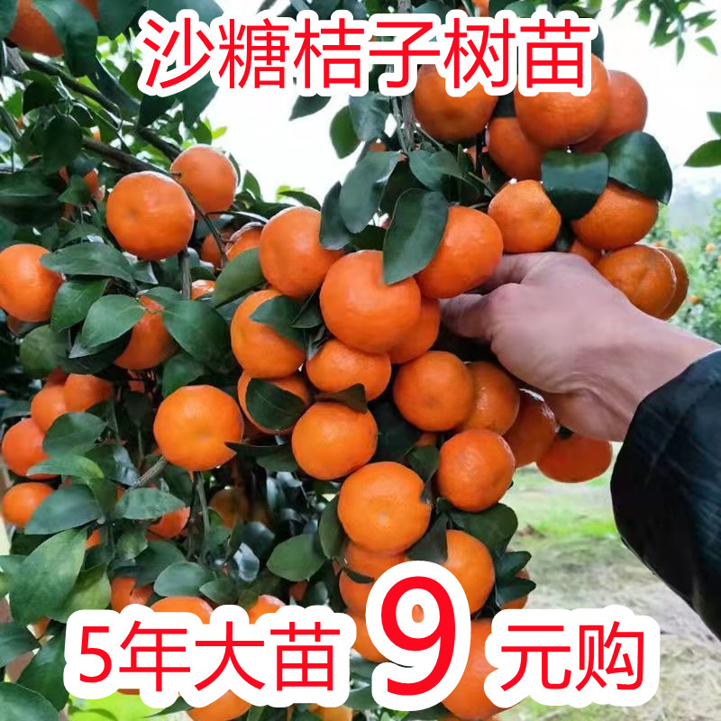 沙糖桔子树苗地栽盆种植橘柑