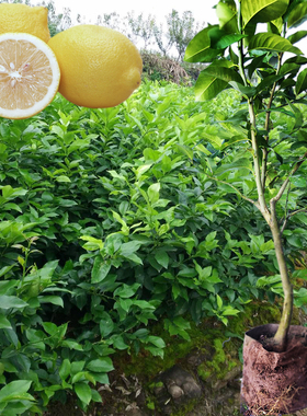 柠檬树苗 嫁接苗木尤力克香水盆栽地栽果树 四川安岳青黄大树果苗