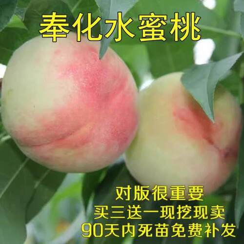 庭院果树苗嫁接桃奉化水蜜晚